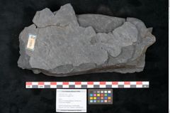 Foto (Objekt + Etikett) von Lepidodendron aculeatum St. (NHMW-GEO-2024-0188-11225)